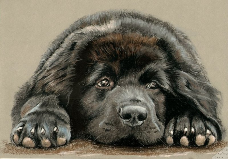 Фотография № 238474