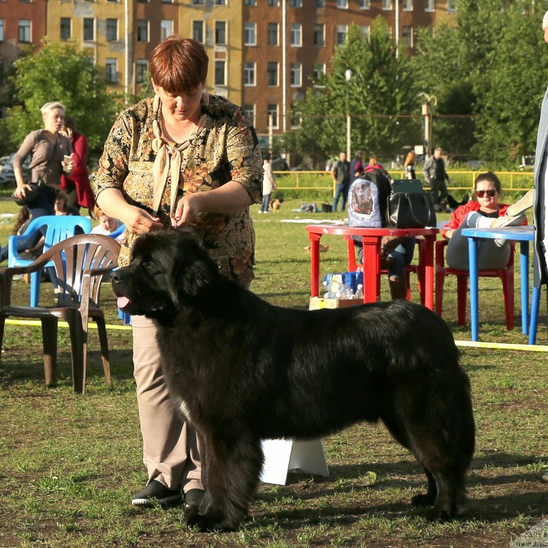 Фото: ньюфаундленд Фанньюф Бомбардир (Funnewf Bombardier)
