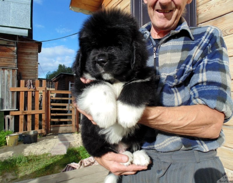 Фото: ньюфаундленд Жан Шер от Карельских Медведей