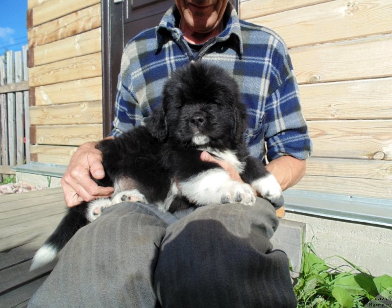 Фото: ньюфаундленд Жан Шер от Карельских Медведей