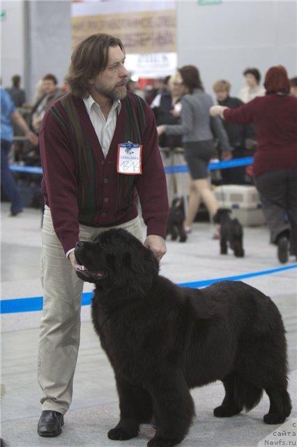 Фото: ньюфаундленд Потап Цандри, Андрей Зотов