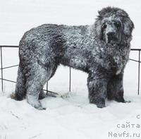 Фото: ньюфаундленд Плюшевая Панда  Дионисий (Plushevaya Panda Dionisiy)