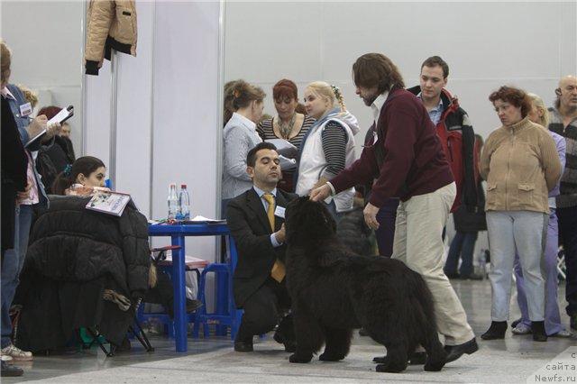 Фото: ньюфаундленд Потап Цандри, Андрей Зотов