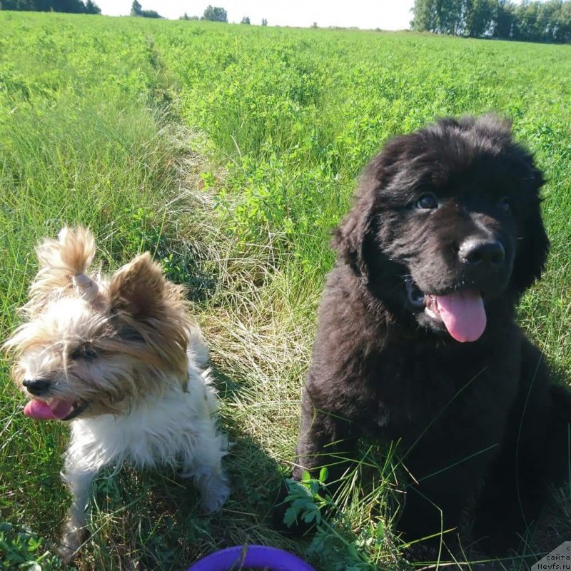 Фото: ньюфаундленд Обуш Шед Ичи Оку Но Тайо (Obush Shed Ichi Oky No Taiyo)