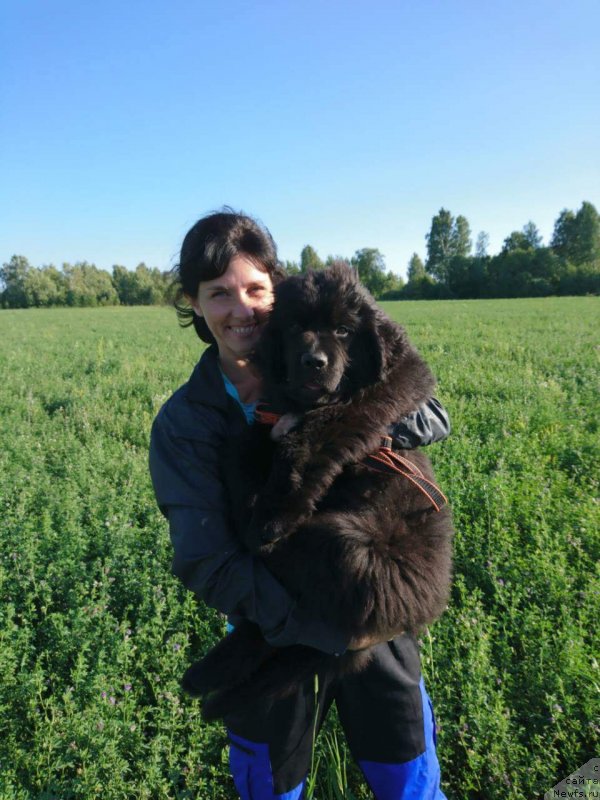 Фото: ньюфаундленд Обуш Шед Ичи Оку Но Тайо (Obush Shed Ichi Oky No Taiyo)