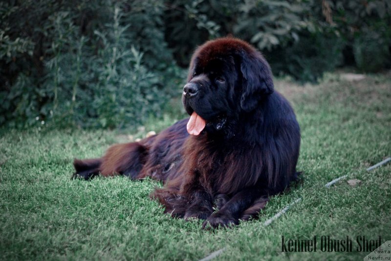 Фото: ньюфаундленд Обуш Шед Дойчленд (Obush Shed Deutschland)