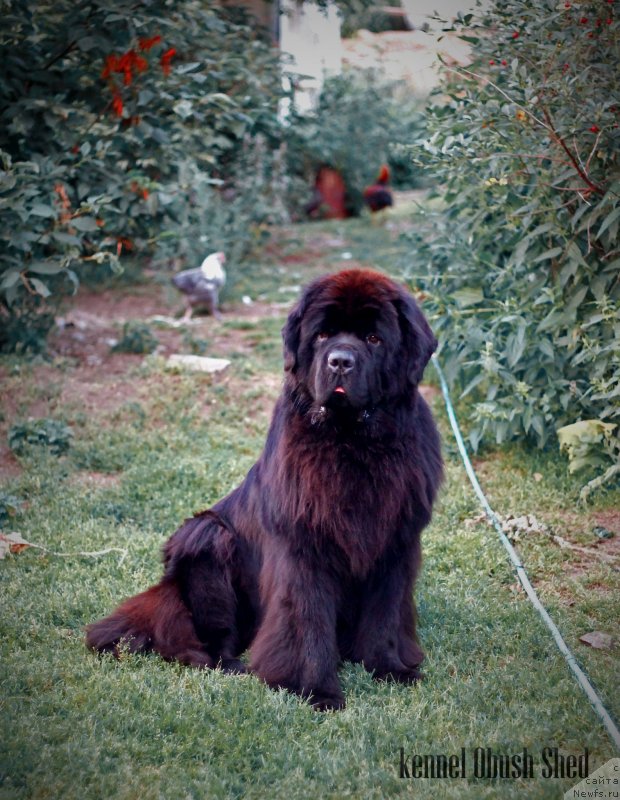 Фото: ньюфаундленд Обуш Шед Дойчленд (Obush Shed Deutschland)