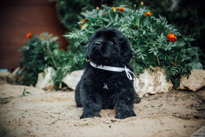 Фото: ньюфаундленд Ялтан Могучий Медведь