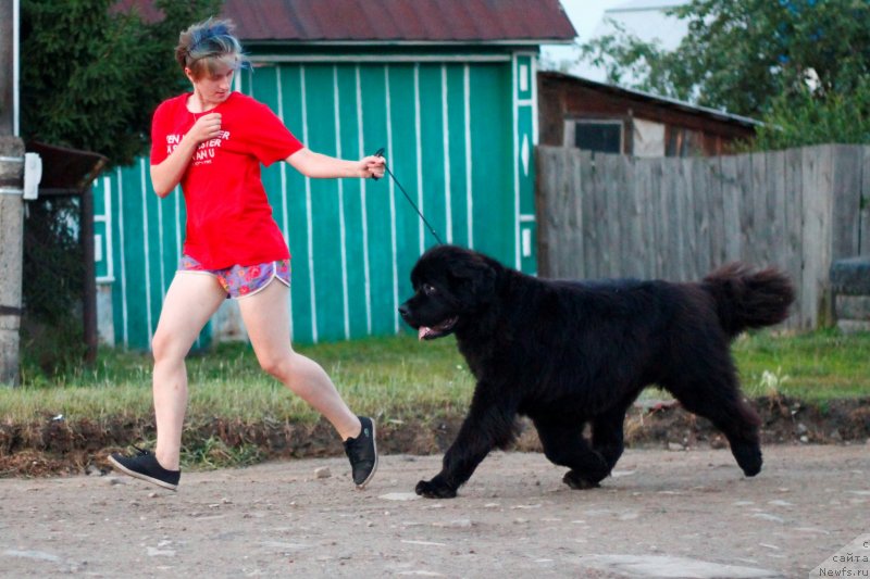 Фото: ньюфаундленд Обуш Шед Дестини Шейп (Obush Shed Destiny Shape)