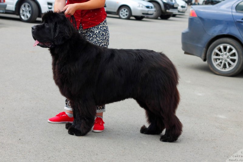 Фото: ньюфаундленд Обуш Шед Дестини Шейп (Obush Shed Destiny Shape)