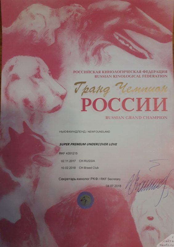 Фото: ньюфаундленд Супер Премиум Ундерковер Лове (Super Premium Undercover Love)