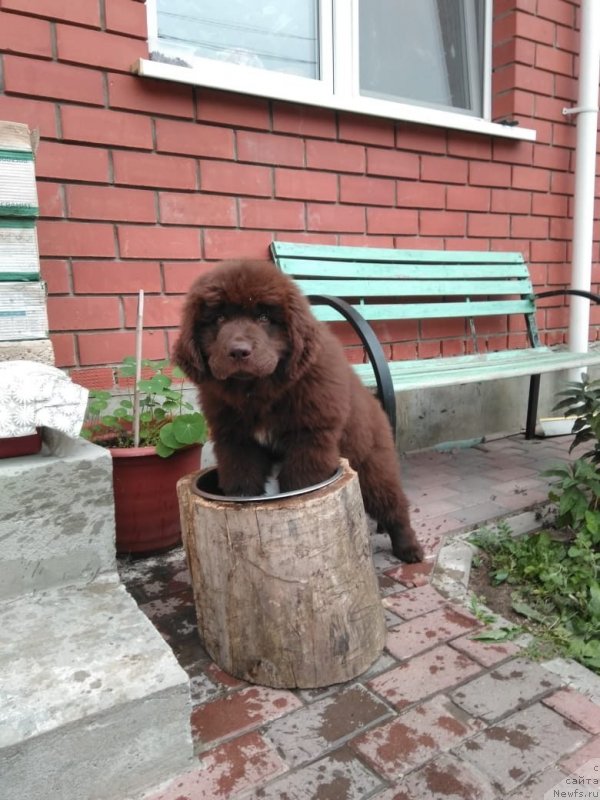 Фото: ньюфаундленд Браунблад МСК Лавли Фаворит