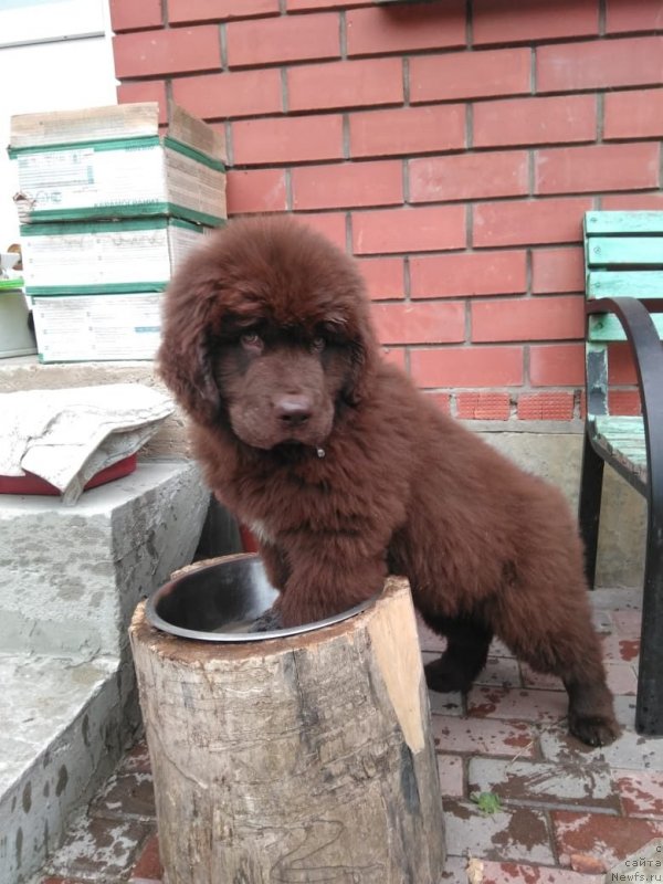 Фото: ньюфаундленд Браунблад МСК Лавли Фаворит