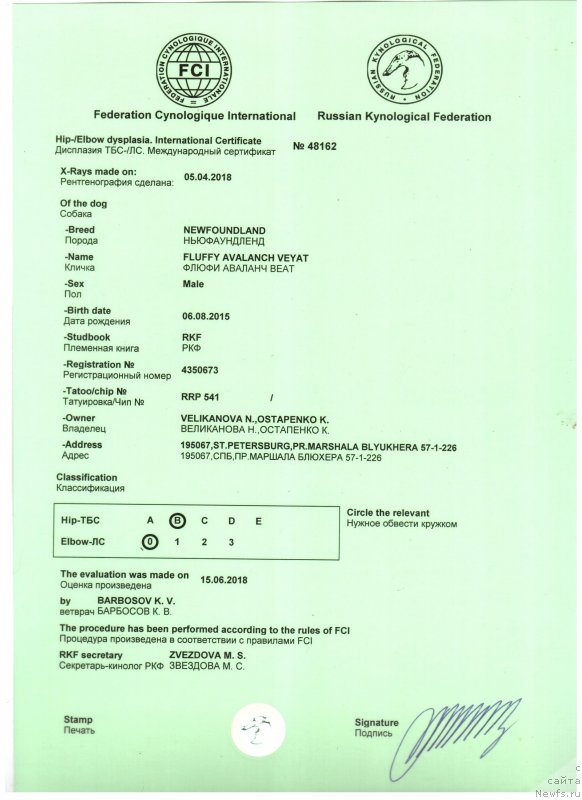 Фото: ньюфаундленд Флюфи Аваланч Веят (Fluffy Avalanch Veyat)