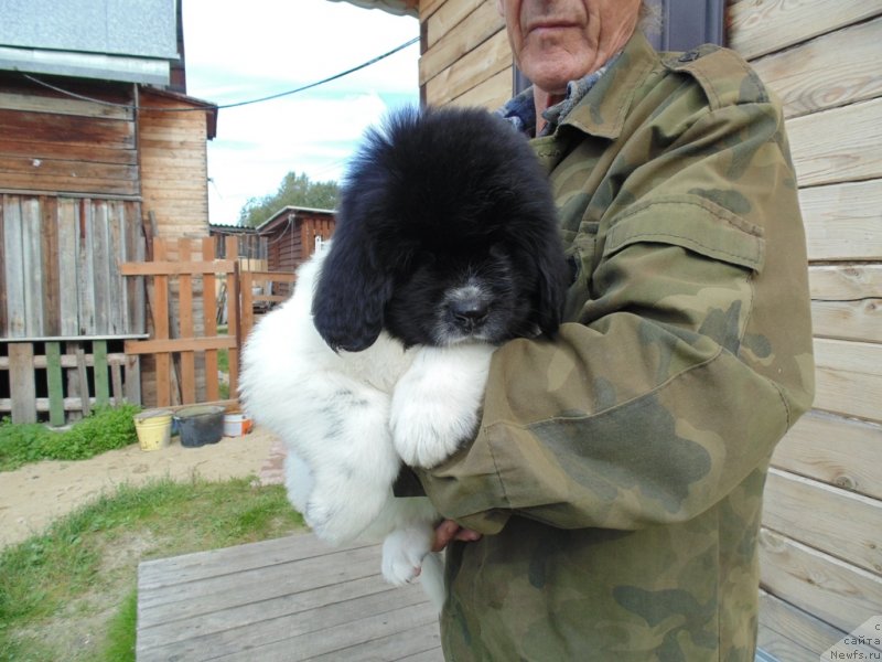 Фото: ньюфаундленд Жемчужина Онеги от Карельских Медведей