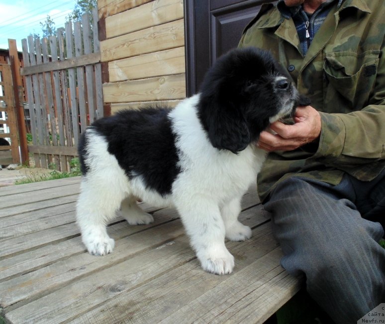 Фото: ньюфаундленд Жемчужина Онеги от Карельских Медведей