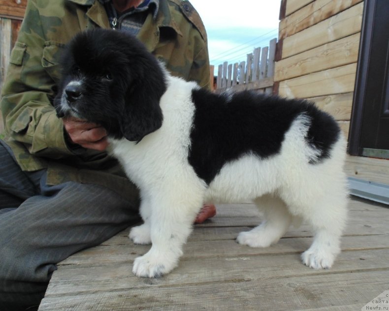 Фото: ньюфаундленд Жемчужина Онеги от Карельских Медведей