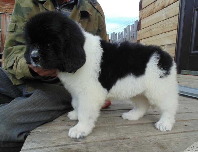 Фото: ньюфаундленд Жемчужина Онеги от Карельских Медведей