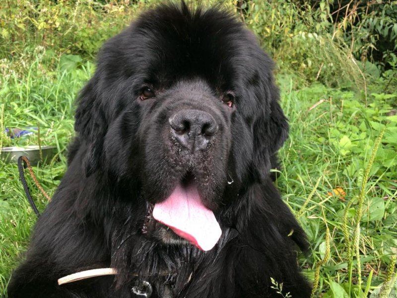 Фото: ньюфаундленд Admiration for All Midnight Bear