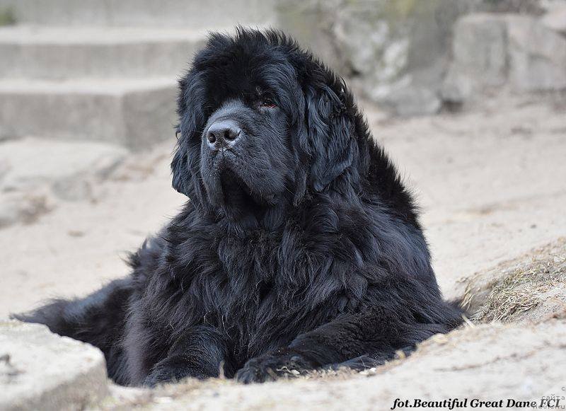 Фото: дочь, ньюфаундленд Promise To Love Midnight Bear