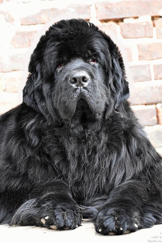 Фото: доча, ньюфаундленд Promise To Love Midnight Bear