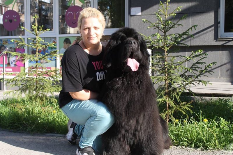 Фото: ньюфаундленд Добрыня от Сибирского Медведя