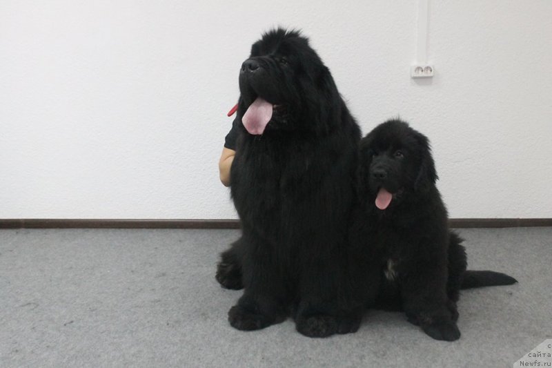 Фото: ньюфаундленд Добрыня от Сибирского Медведя