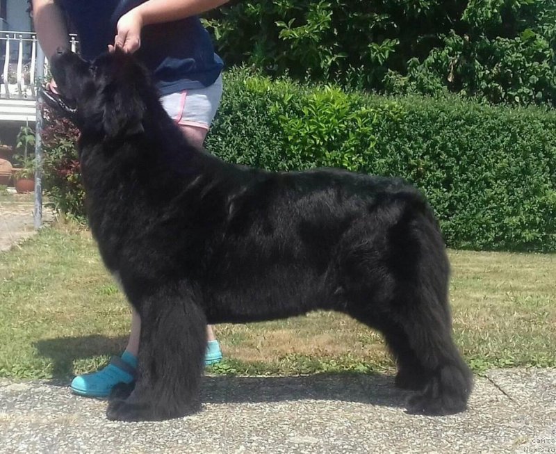 Фото: дочь, ньюфаундленд Promise To Love Midnight Bear