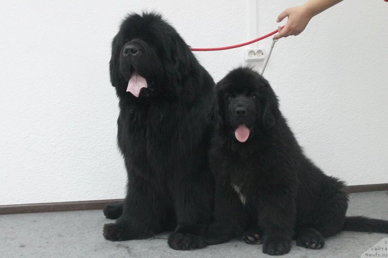 Фото: ньюфаундленд Добрыня от Сибирского Медведя