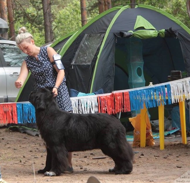 Фото: ньюфаундленд Блэк Диамонд Агидель от Потапа Виолетта (Black Diamond Agidel ot Potapa Violetta)