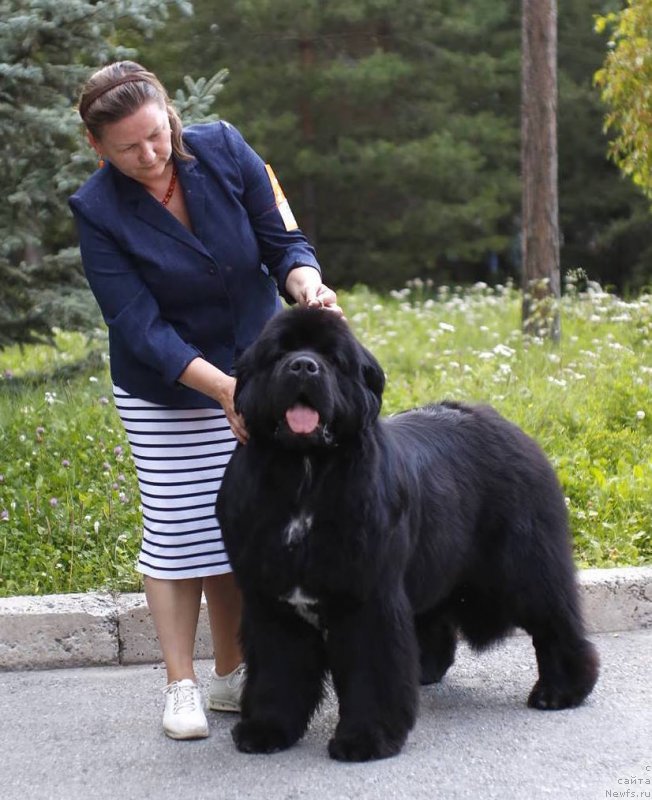 Фото: ньюфаундленд Акватория Келвин Щедривчик (Aquatoriya Kelvin Schedrivchik)