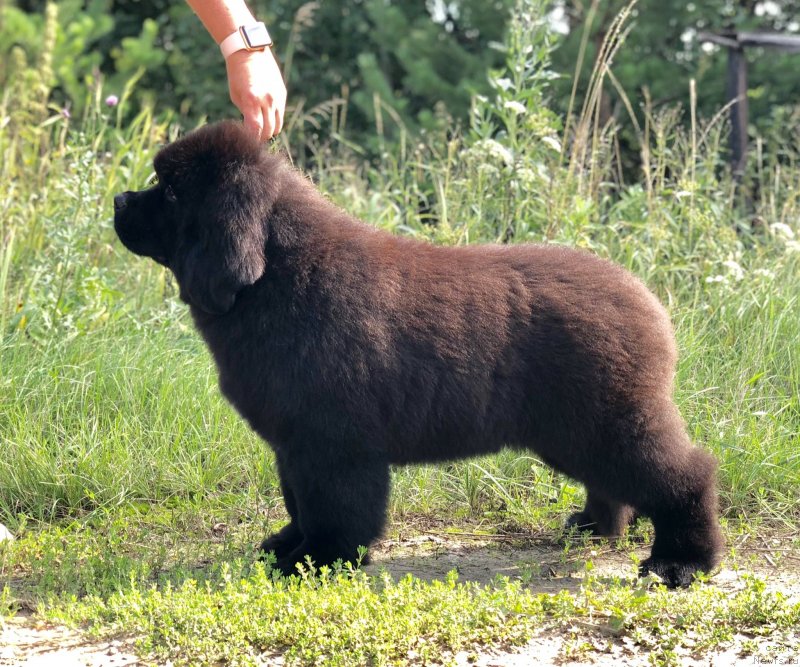 Фото: ньюфаундленд Акватория Келвин Щедривчик (Aquatoriya Kelvin Schedrivchik)