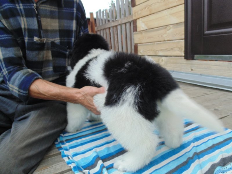 Фото: ньюфаундленд Жемчуг Севера от Карельских Медведей