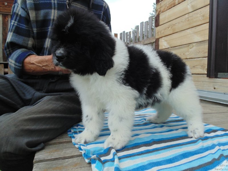 Фото: ньюфаундленд Жемчуг Севера от Карельских Медведей