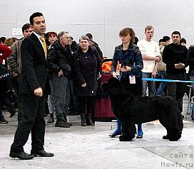 Фото: ньюфаундленд Skippers Only You for Smigar