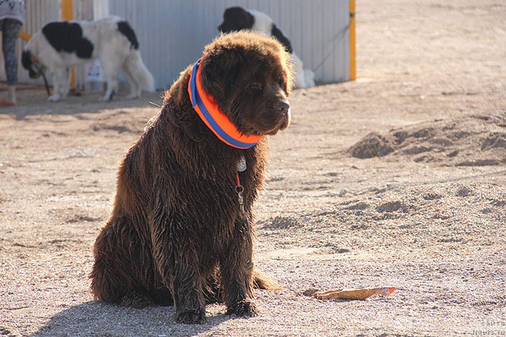 Фотография № 238599