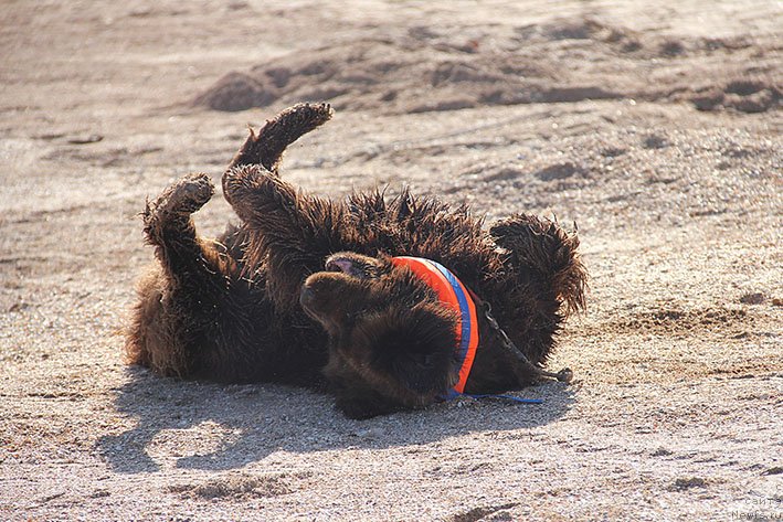 Фотография № 238600