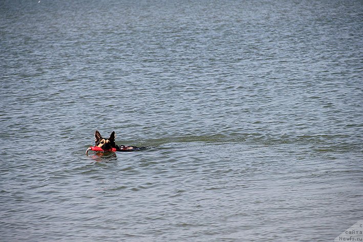 Фотография № 238631