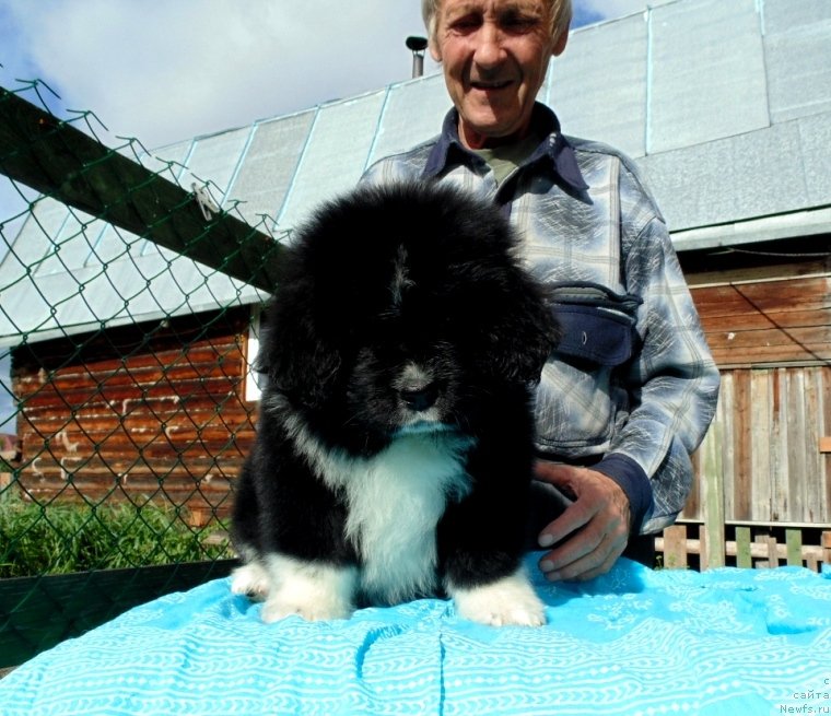 Фото: ньюфаундленд Жасмин от Карельских Медведей