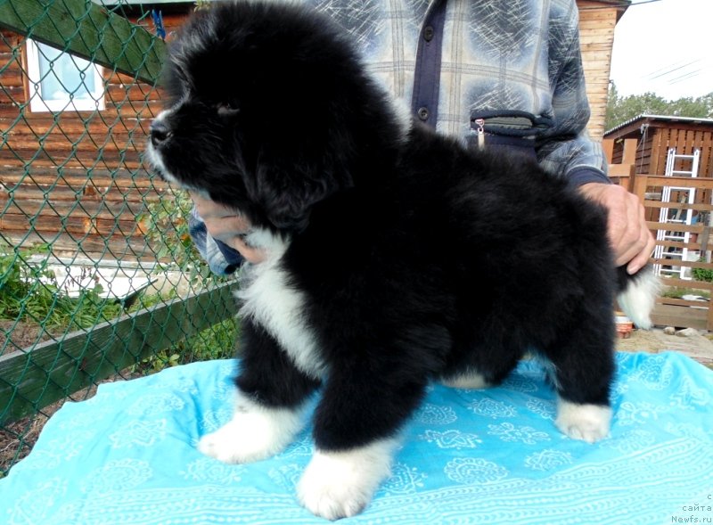 Фото: ньюфаундленд Жасмин от Карельских Медведей