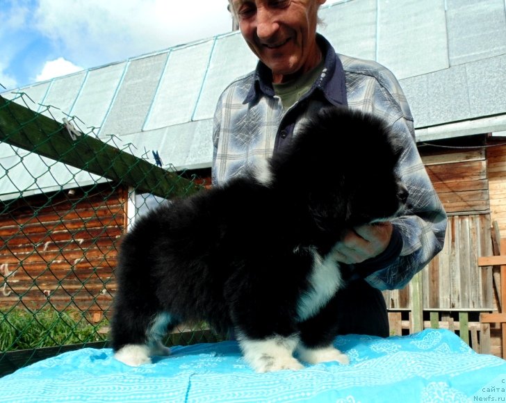 Фото: ньюфаундленд Жасмин от Карельских Медведей