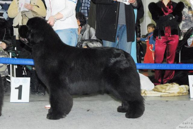 Фото: ньюфаундленд Midnight Lady's Voodoo Priest