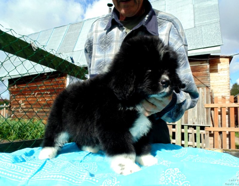 Фото: ньюфаундленд Жасмин от Карельских Медведей