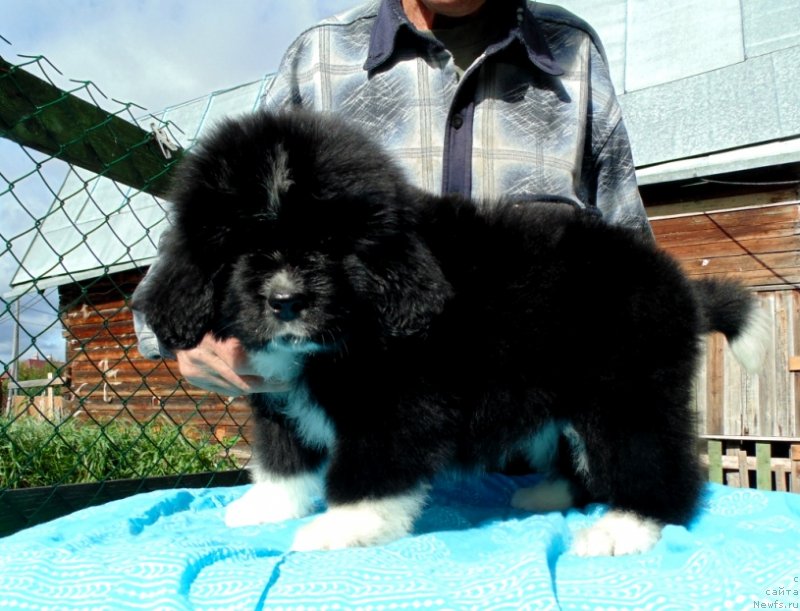 Фото: ньюфаундленд Жасмин от Карельских Медведей