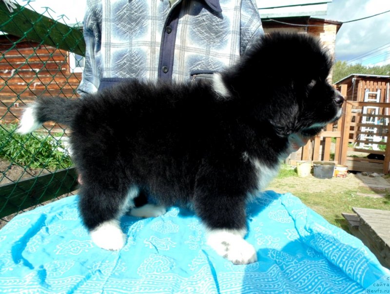 Фото: ньюфаундленд Жасмин от Карельских Медведей