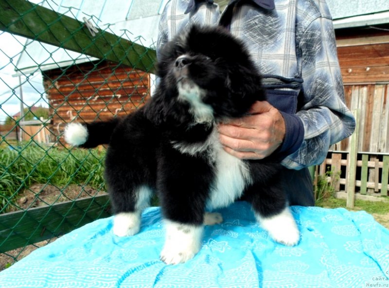 Фото: ньюфаундленд Жасмин от Карельских Медведей