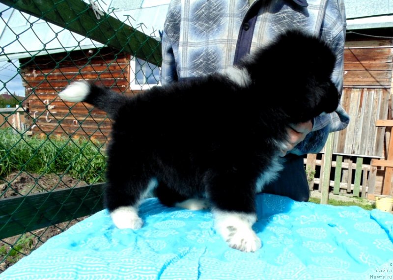 Фото: ньюфаундленд Жасмин от Карельских Медведей