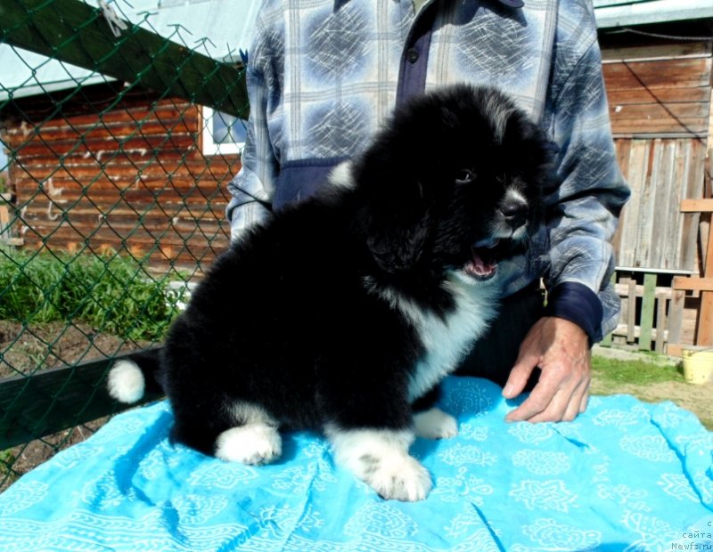 Фото: ньюфаундленд Жасмин от Карельских Медведей