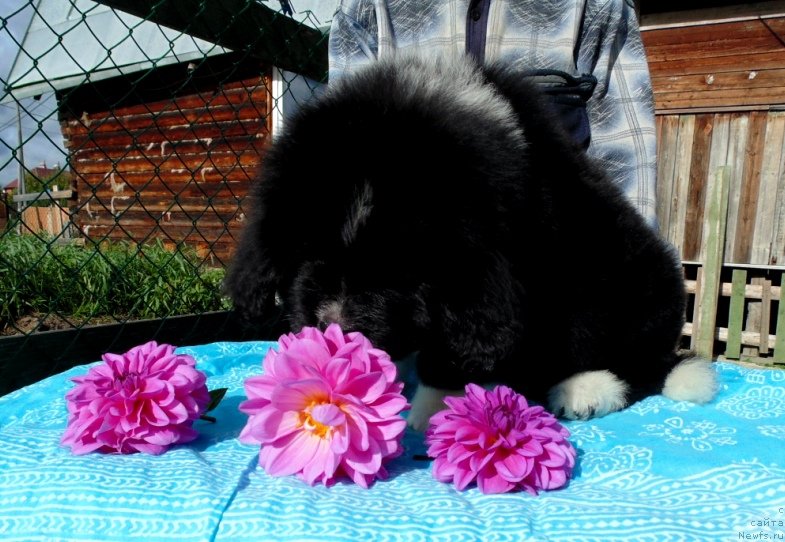 Фото: ньюфаундленд Жасмин от Карельских Медведей