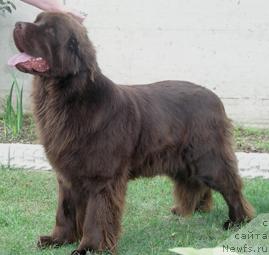 Фото: ньюфаундленд Newf Mermaid Dayka